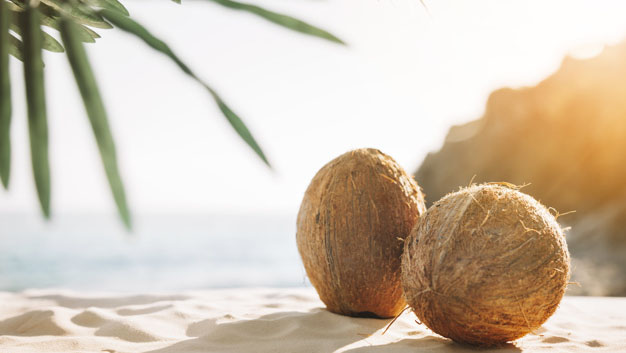 coconut椰子明信片