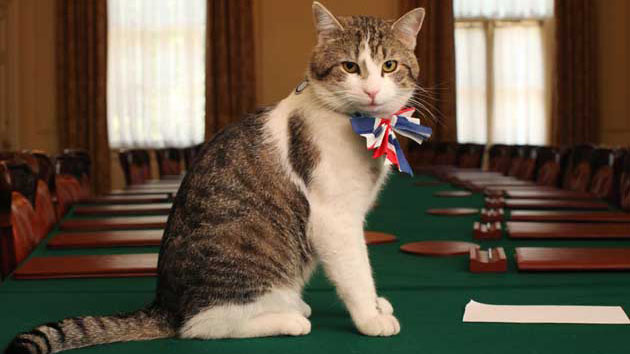 英國首席捕鼠貓