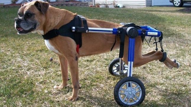 狗狗輪椅
