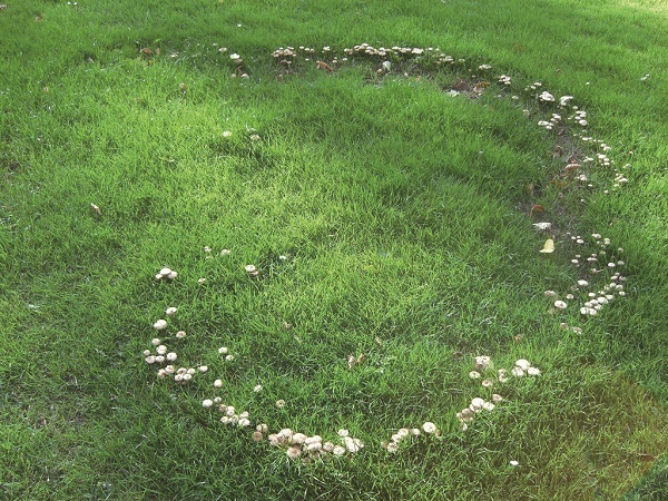 蘑菇圈